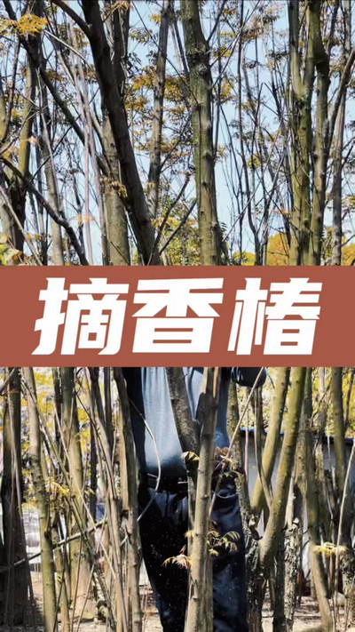 香椿雞蛋有，就缺二兩酒！